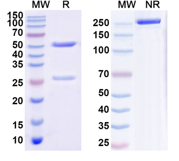 RSPO2 Recombinant Mouse Monoclonal Antibody