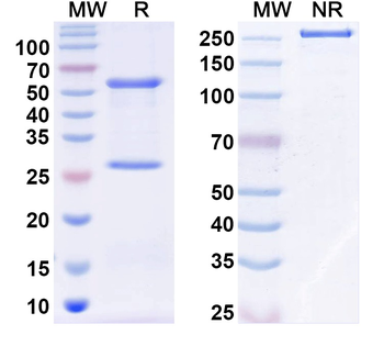 NGF/Beta-NGF Mouse Monoclonal Antibody