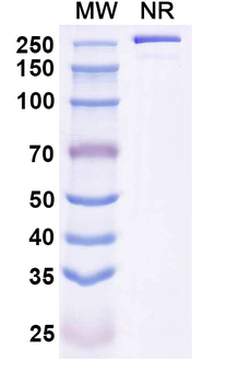 DNA Recombinant Autoantibody Mouse Monoclonal Antibody