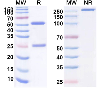 RSPO2 Recombinant Mouse Monoclonal Antibody