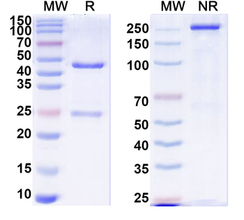 RBBP5 IP Mouse Monoclonal Antibody