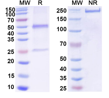 TDRKH IP Mouse Monoclonal Antibody