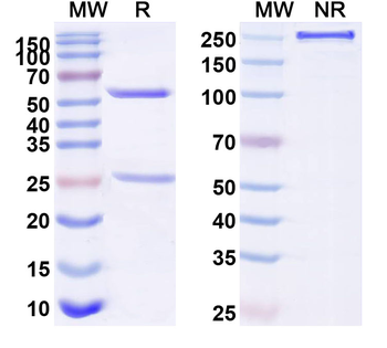 SETD2 IP Mouse Monoclonal Antibody