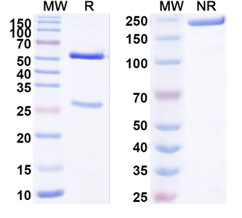 DNMT3A IP Mouse Monoclonal Antibody