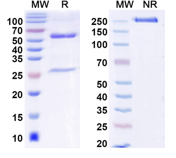 BRD3 IP Mouse Monoclonal Antibody