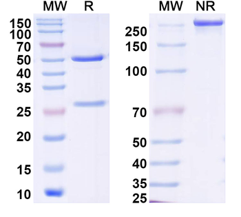 BRD2 IP Mouse Monoclonal Antibody