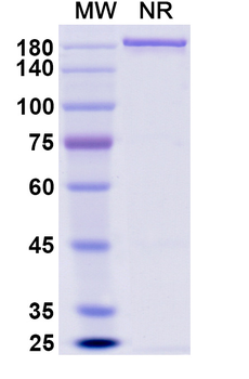 CD81 Human Monoclonal Antibody