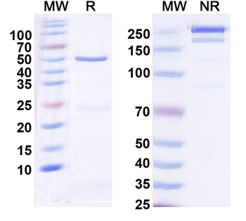 CXCL4/PF4 Mouse Monoclonal Antibody