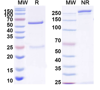 SARS-CoV-2 S2 Protein Human Monoclonal Antibody