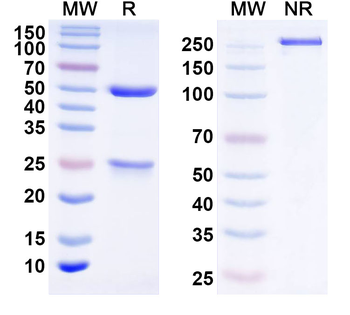 TNFa/TNF-alpha Canine Monoclonal Antibody
