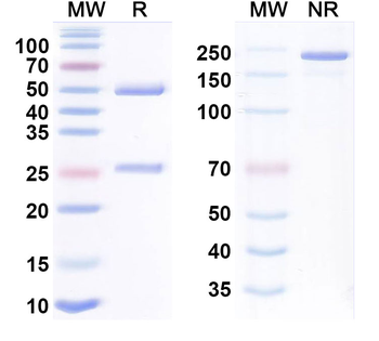 EV-D68 Capsid protein VP1/VP3/VP4 Human Monoclonal Antibody
