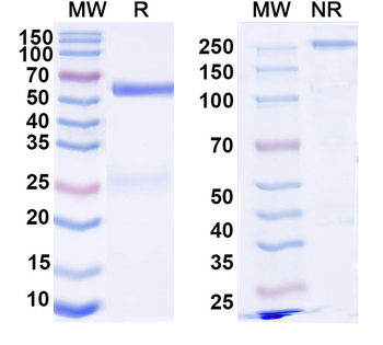 EV-D68 Capsid protein VP1/VP3/VP4 Human Monoclonal Antibody