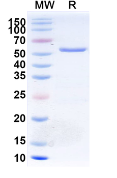 EDB/CD3E Monoclonal Antibody
