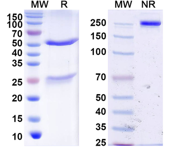CDH11 Mouse Monoclonal Antibody