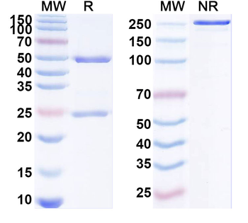 MPXV B6R/SL-159 Human Monoclonal Antibody