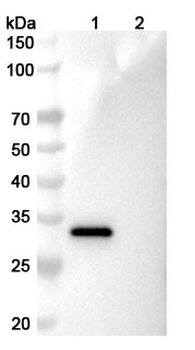 IL11RA Mouse Monoclonal Antibody