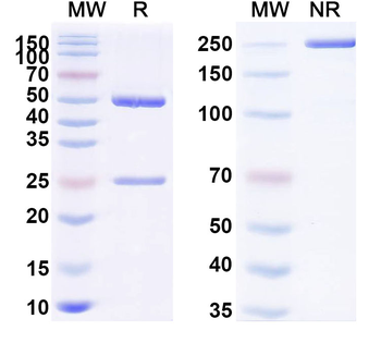 SARS-CoV-2 RBD (KP.2) Neutralizing Human Monoclonal Antibody