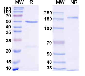 Dupilumab Non-Neutralizing Rabbit Monoclonal Antibody