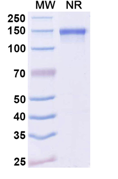 Dupilumab Neutralizing Rabbit Monoclonal Antibody