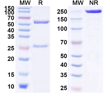 SIRPA Mouse Monoclonal Antibody