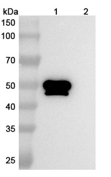 SARS-CoV NP/Nucleoprotein Human Monoclonal Antibody