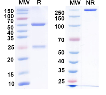 MSLN/Mesothelin Mouse Monoclonal Antibody