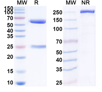 CD198/CCR8 Mouse Monoclonal Antibody