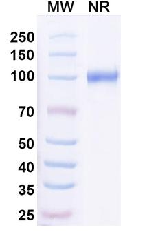 CD254/RANKL Mouse Monoclonal Antibody