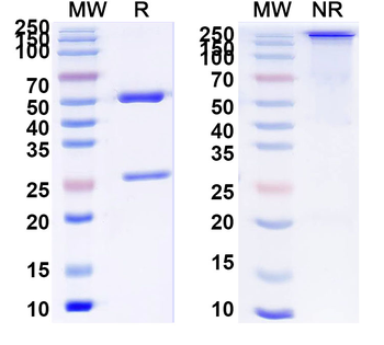 CD85k/LILRB4 Human Monoclonal Antibody