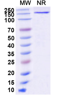 BRAF/B-Raf (V600E) Rabbit Monoclonal Antibody