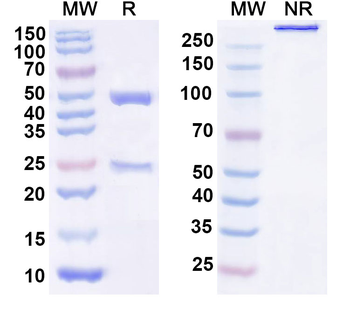 CENPC Mouse Monoclonal Antibody