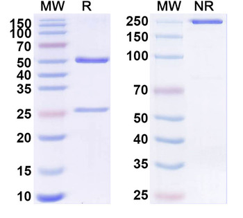 NDC80/HEC1 Mouse Monoclonal Antibody