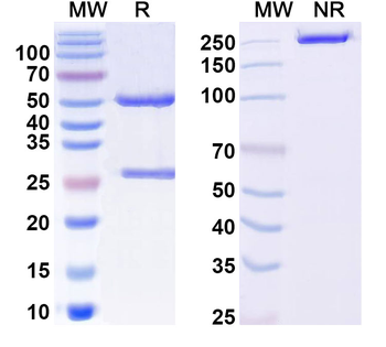 F9/Factor IX Mouse Monoclonal Antibody