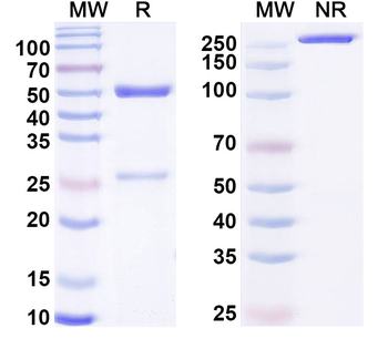 HCMV/HHV5 gB Neutralizing Human Monoclonal Antibody