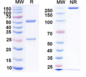 Gal-3/Galectin-3 Mouse Monoclonal Antibody