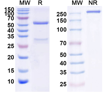 ALK-1/VEGF Human Monoclonal Antibody