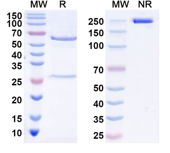 Fluorescein/mCD3e Mouse Monoclonal Antibody