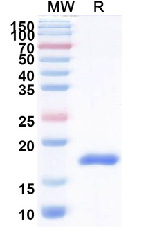 Helicobacter pylori babA2 Camelus Monoclonal Antibody