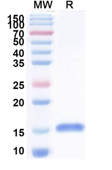 Helicobacter pylori babA Camelus Monoclonal Antibody