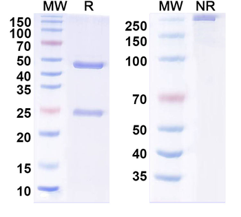 Trastuzumab Idiotypic Human Monoclonal Antibody