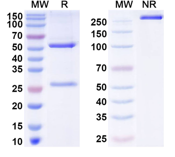 Helicobacter pylori vacA Mouse Monoclonal Antibody