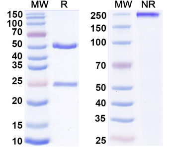 NKG2D/CD3e Mouse Monoclonal Antibody