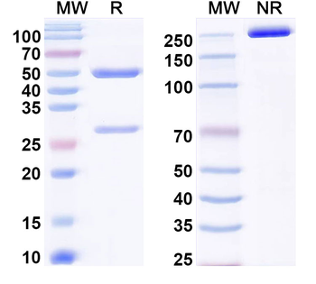 PD-1/PD-L1 Mouse Monoclonal Antibody