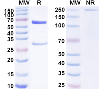 CD200/CD47 Mouse Monoclonal Antibody
