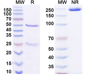 TRP-1/CD47 Mouse Monoclonal Antibody