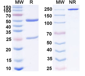 TRP-1/CD3e Mouse Monoclonal Antibody