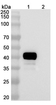 ERBB2/HER-2/CD3e Mouse Monoclonal Antibody