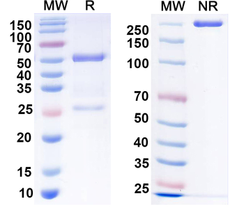 hERBB2/HER-2/mCD3e Mouse Monoclonal Antibody