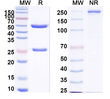 hEGFR/mCD3e Mouse Monoclonal Antibody