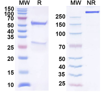 PCV2 Cap/Capsid protein Human Monoclonal Antibody